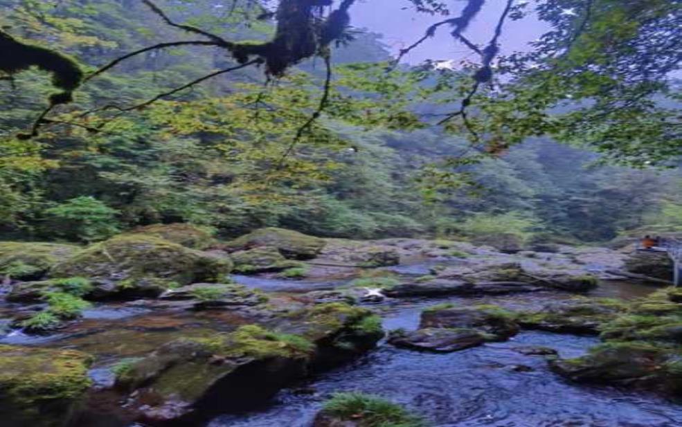 雅安苍龙沟天气:去玩要注意什么?