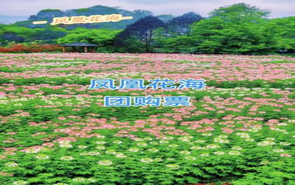  凤凰花海,怎么玩才最划算 
