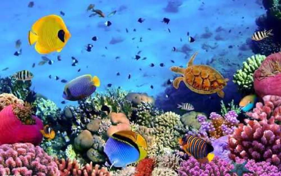 杭州海底世界,你最想念的是哪种海洋生物