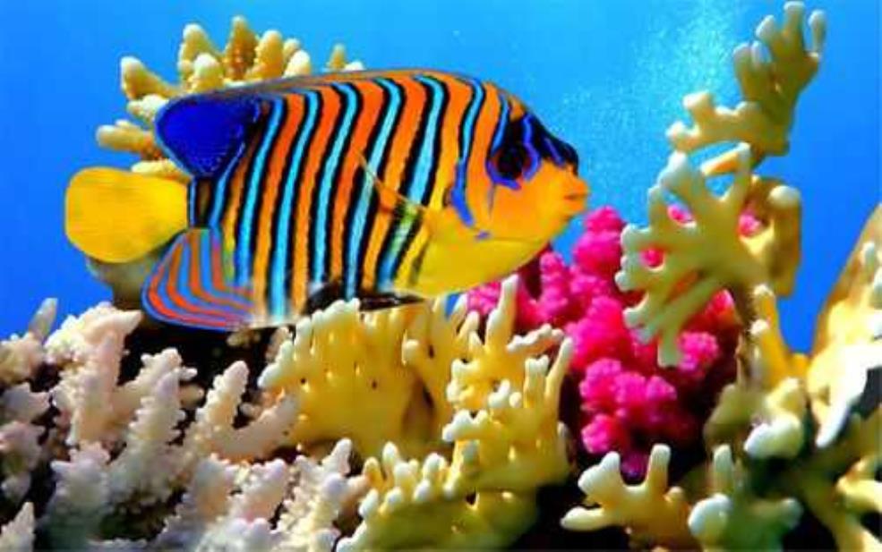 杭州海底世界,你最想念的是哪种海洋生物