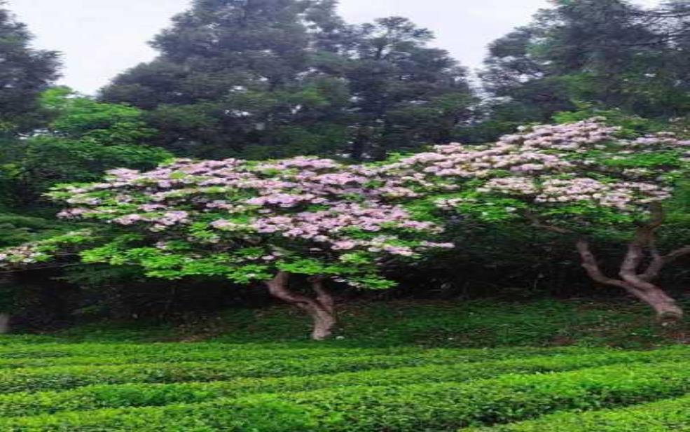  永平天气：什么时候会迎来阳光灿烂？ 