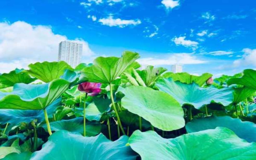 莲花天气:你准备去哪里玩?