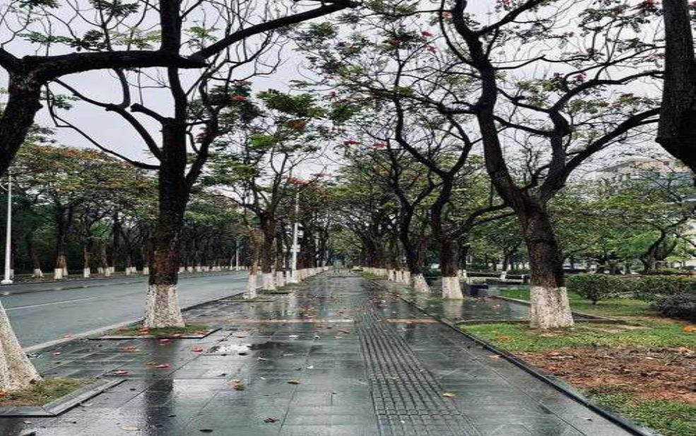 濮阳清丰天气,明天会下雨吗