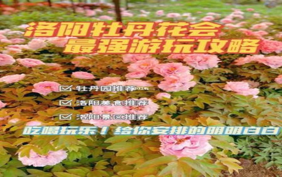 菏泽牡丹花会限号:怎么才能顺利进景区?