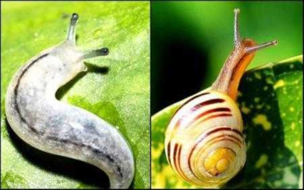  什么样的蜗牛有毒：怎么分辨有毒蜗牛？ 