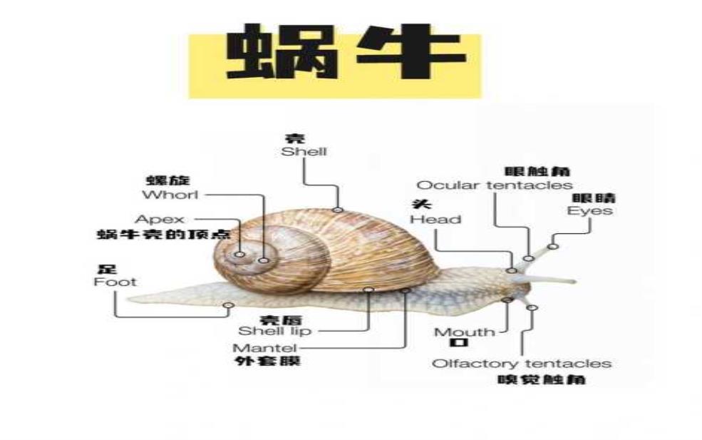 什么样的蜗牛有毒:怎么分辨有毒蜗牛?
