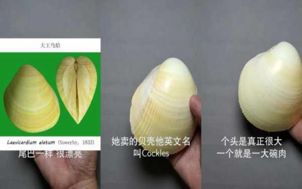 贝壳能带上飞机吗:是不是要先问问安检叔叔?