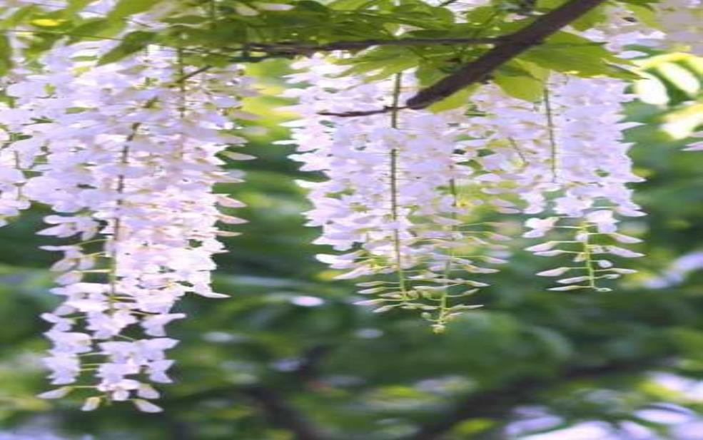 白花鱼藤,它开花的时候是什么样的