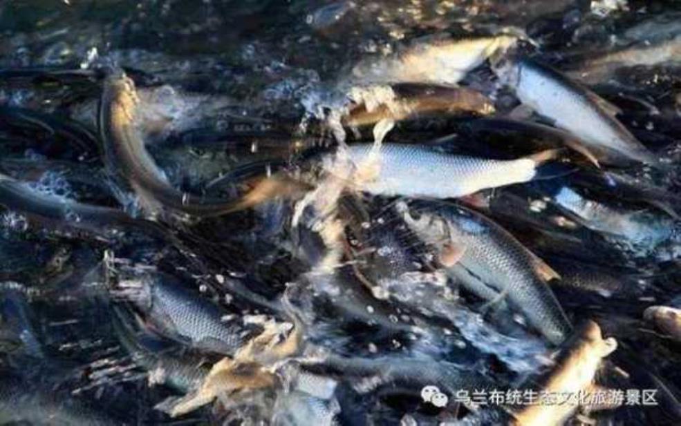 华子鱼图片:能看到密密麻麻的鱼群吗?