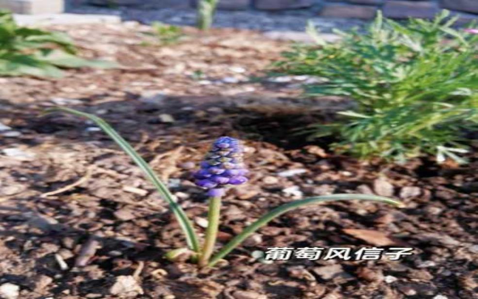 秋季被霜天气,如何保护你的花园?