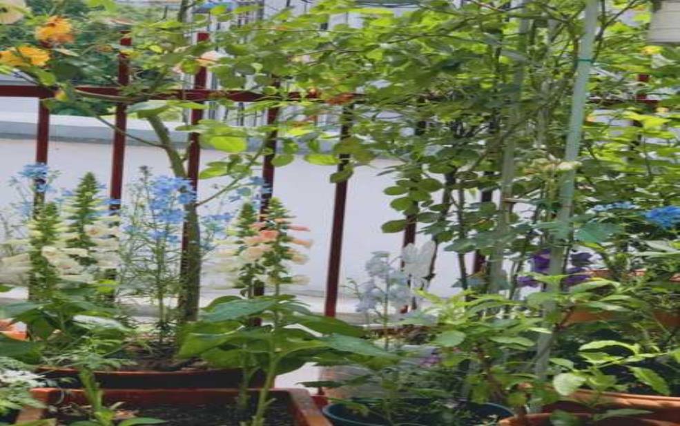 秋季被霜天气,如何保护你的花园?