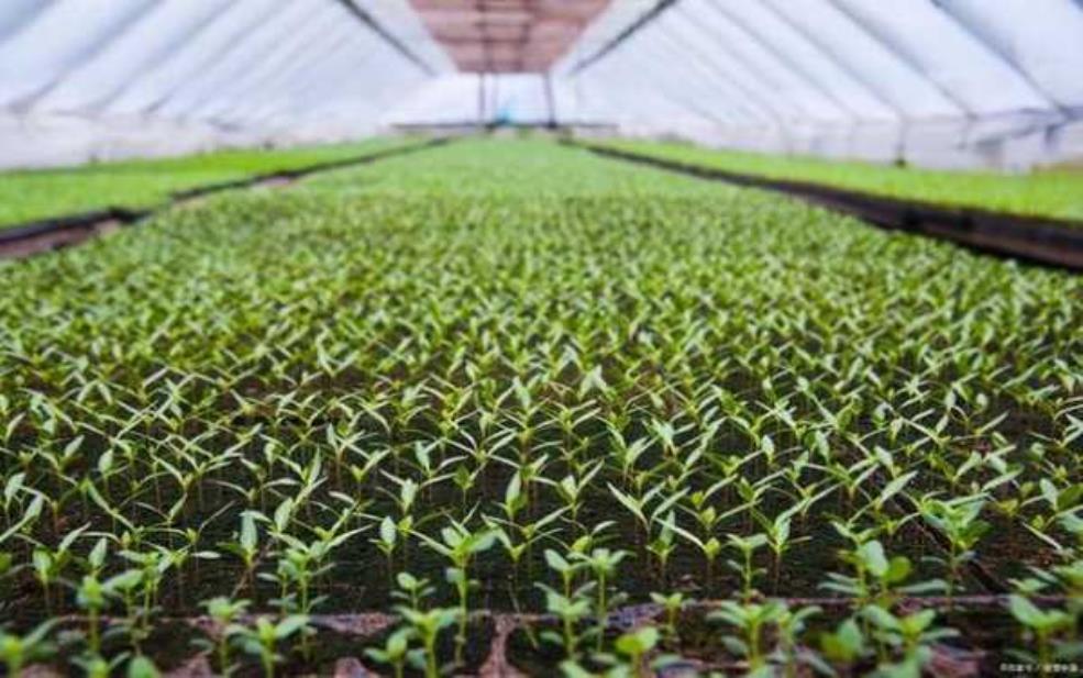  济南商河天气：今日芸豆最适宜种植吗？ 