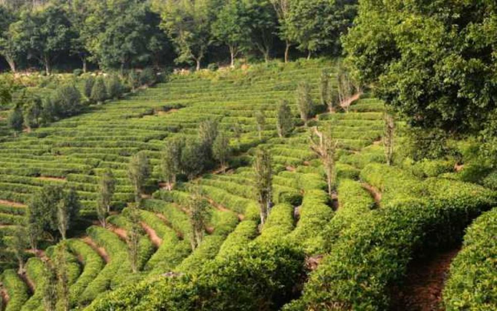南茶园,体验天然茶香的绝佳之地