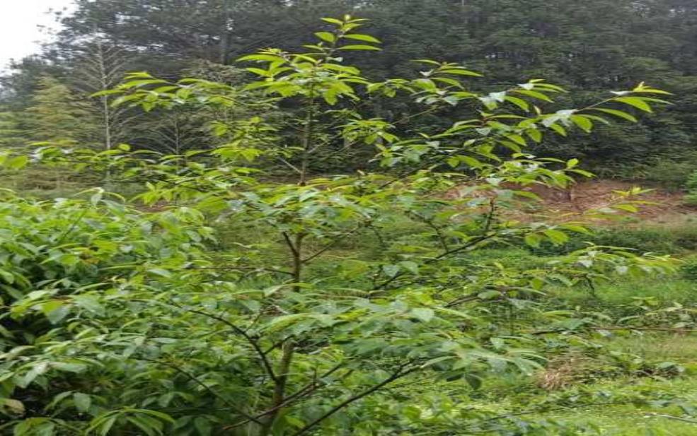  山苍子树，如何种植与养护？ 