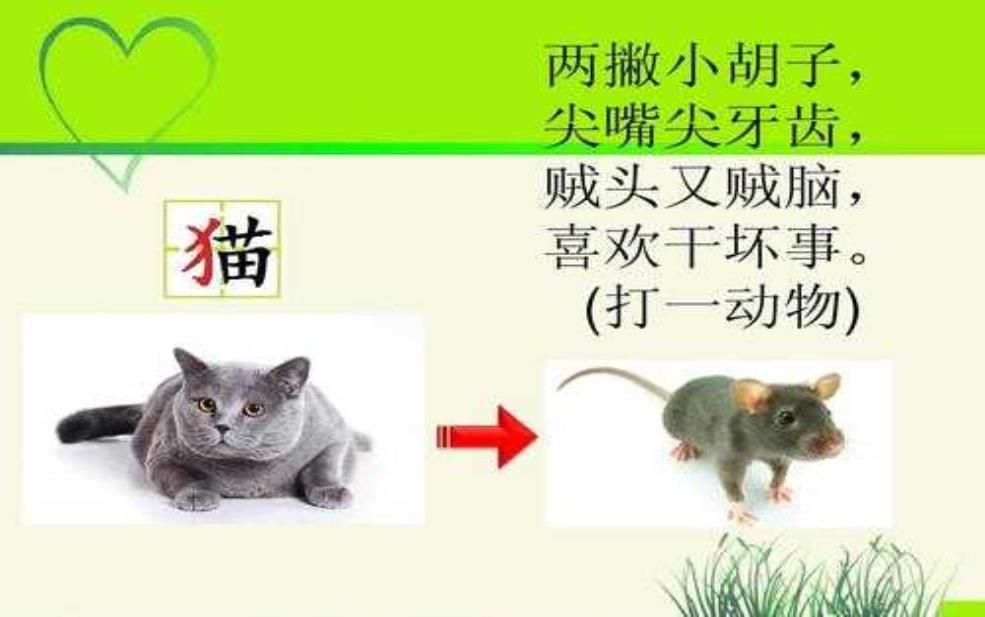  贼贼猫, 带你了解它的可爱特性！ 