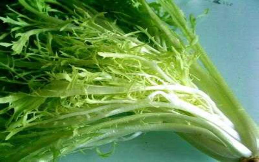 凤尾菜图片,欣赏它的美丽与营养价值