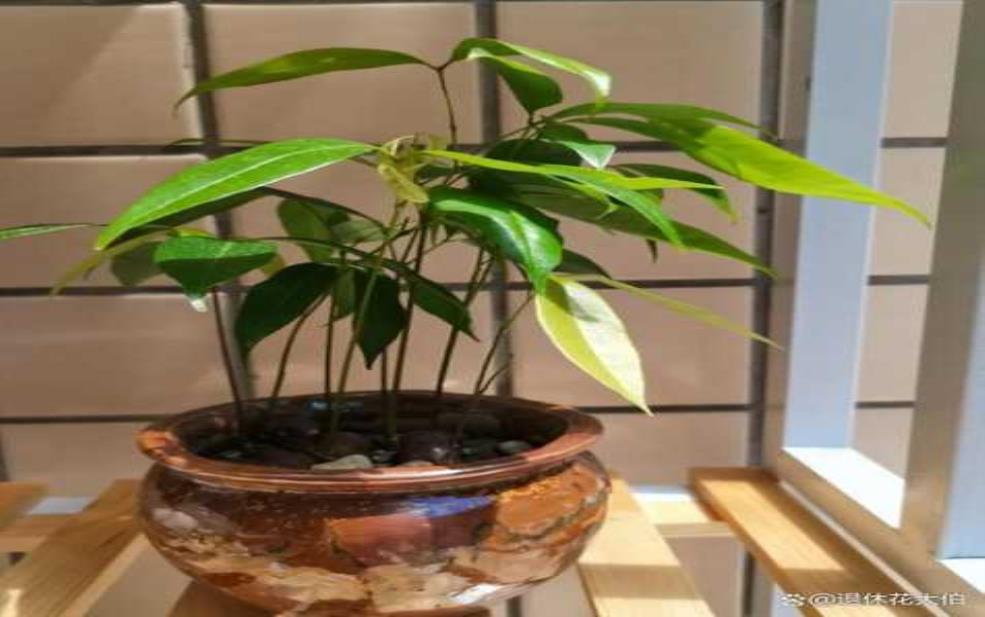  吸花核的养殖技巧, 如何让它更茂盛？ 