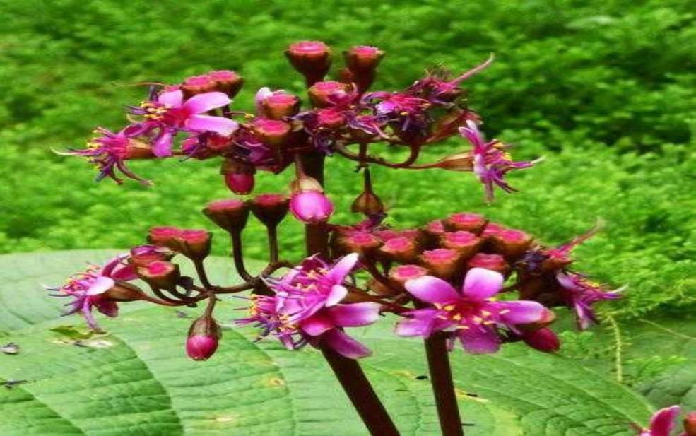  虎颜花图片,欣赏其独特魅力与美丽 
