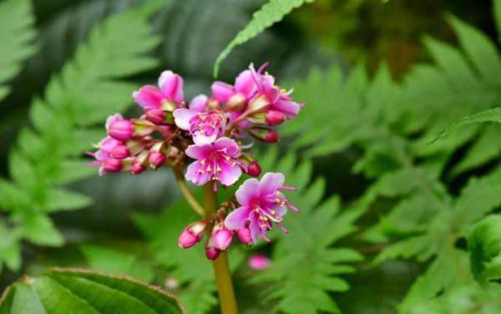虎颜花图片,欣赏其独特魅力与美丽