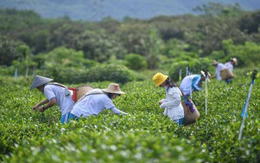 采茶旅游,体验茶乡风情与文化魅力