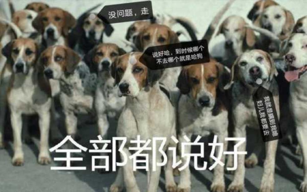 狗旅游, 如何让你的爱犬快乐出行?