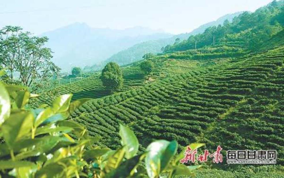 茶叶旅游, 探索最美茶园的秘密