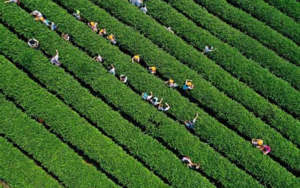茶叶旅游, 探索最美茶园的秘密