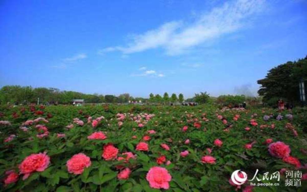  洛阳牡丹花限行, 如何顺利观赏花海？ 