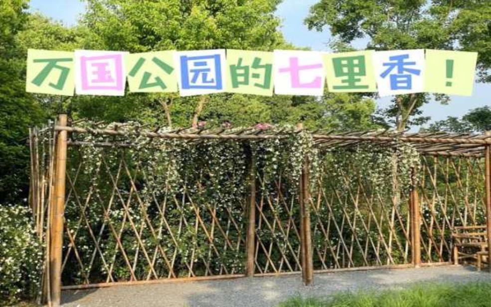  武汉万国公园，探索这座城市的绿色宝藏 