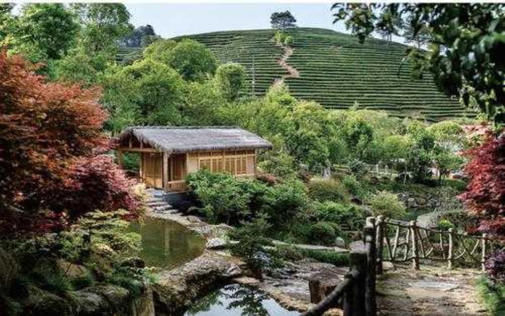  茶园山庄：探寻山乡茶文化的最佳去处 