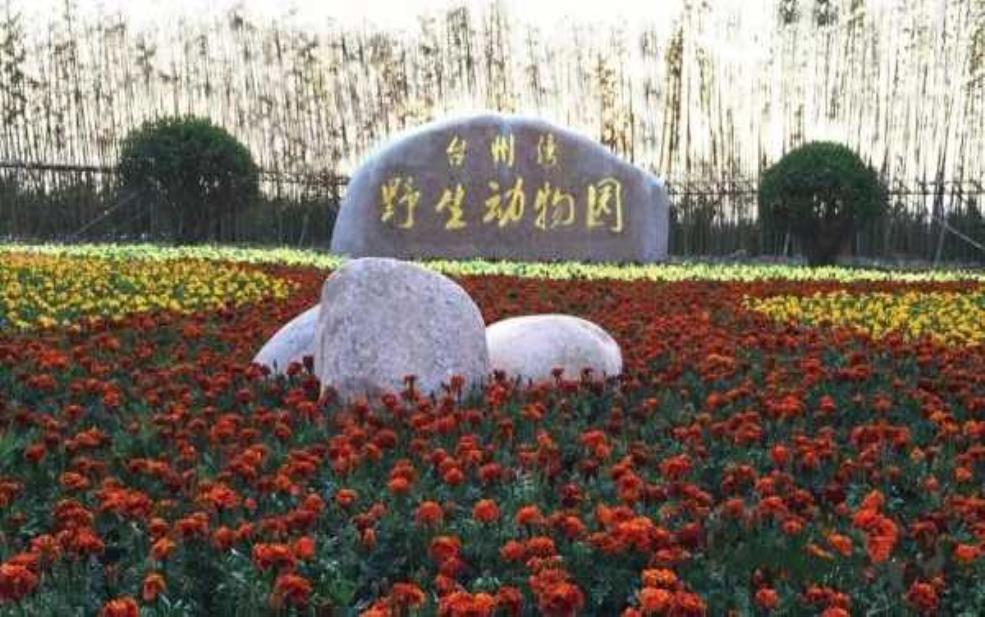  台州湾野生动物园，探索自然奇观的理想之地 