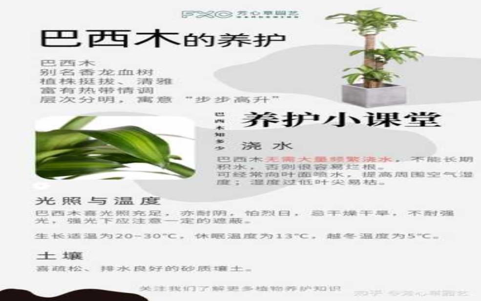  红木树, 如何选择和保养？ 