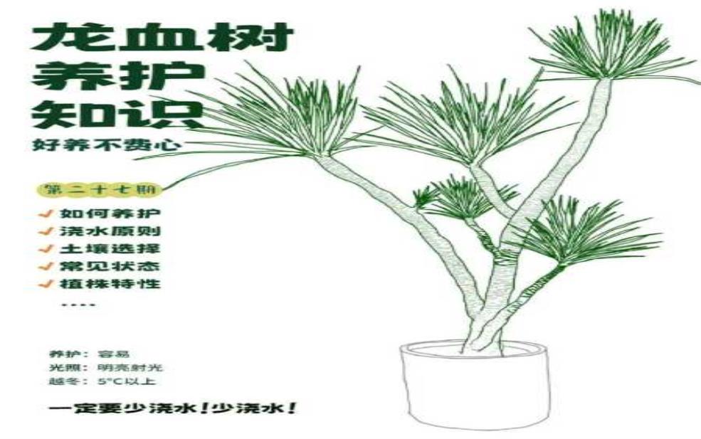 红木树, 如何选择和保养?