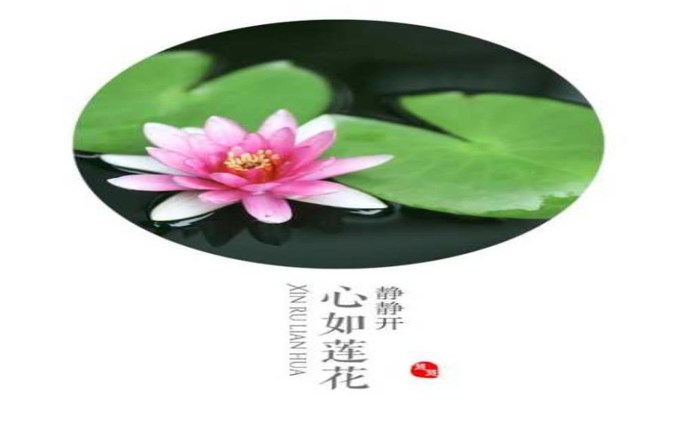  静心莲，如何帮助你提升内心平静？ 