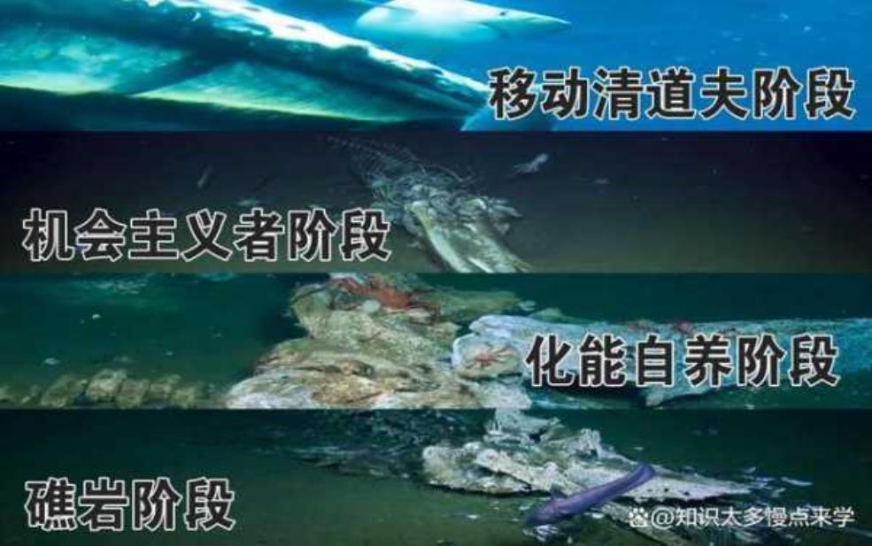  鲸落是什么, 它对海洋生态有何影响？ 