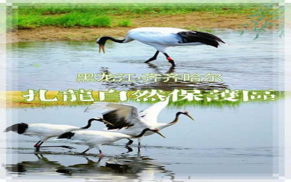  扎龙自然保护区放鹤的时间,最佳观鸟时机是什么？ 