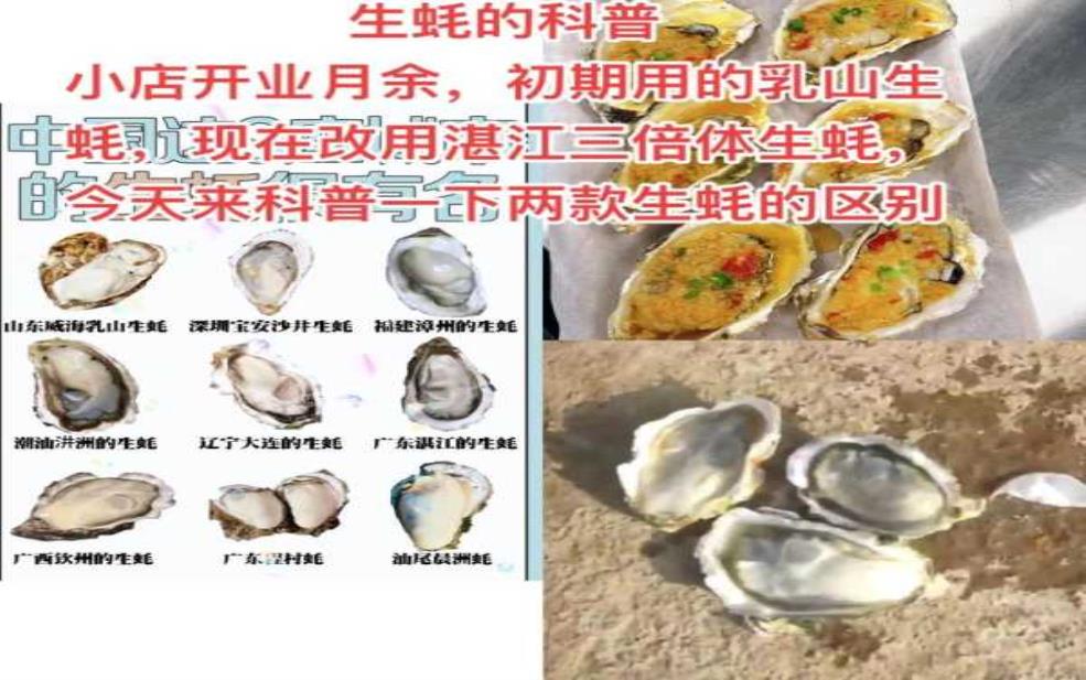  晨洲生蚝，畅享鲜美海味的秘诀是什么？ 