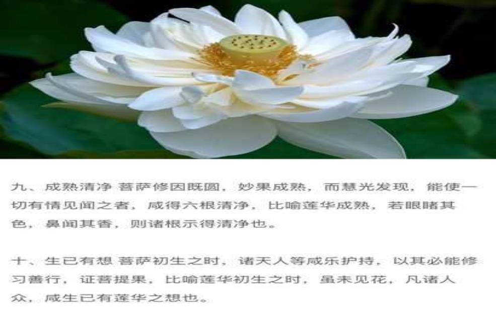  净心莲的神奇功效，如何帮助你提升内心平静？ 