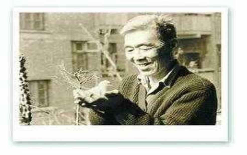 苏金伞简介, 历史特点与使用方法解析