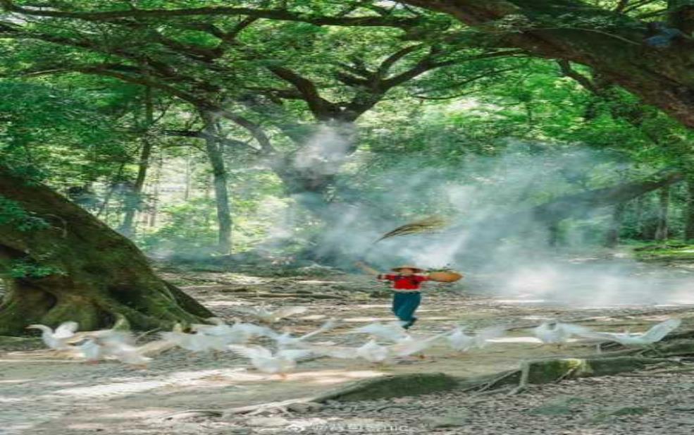  榕枫公园, 如何享受最佳游览体验？ 