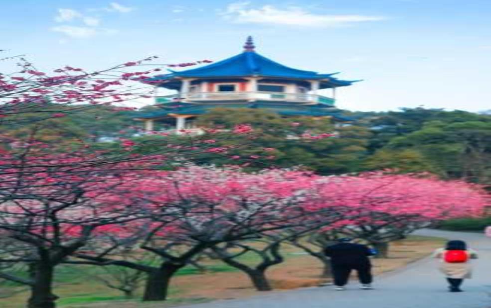荣氏梅园, 体验绝美梅花盛景
