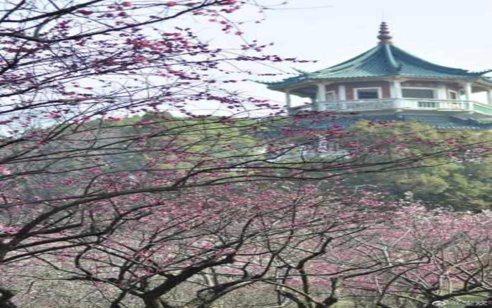 荣氏梅园, 体验绝美梅花盛景