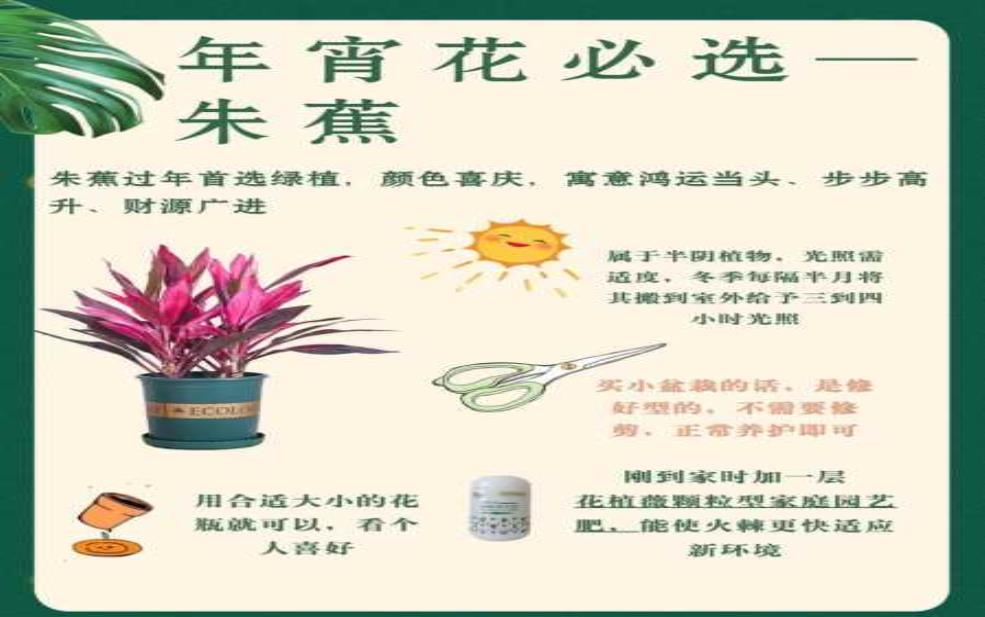  朱樱花，如何在家中种植与养护？ 