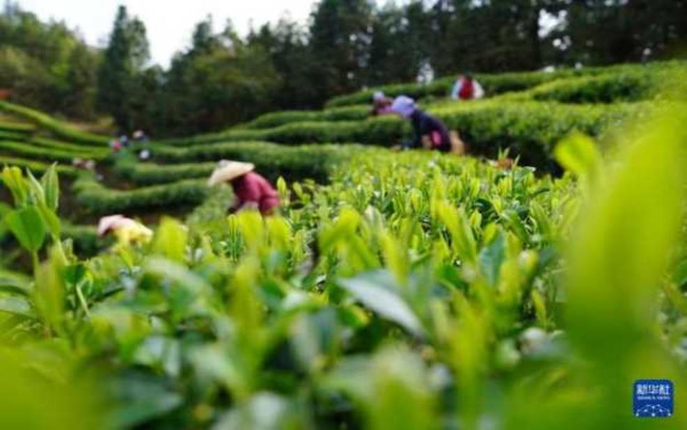  茶园天气预报, 今日气候适合采茶吗？ 
