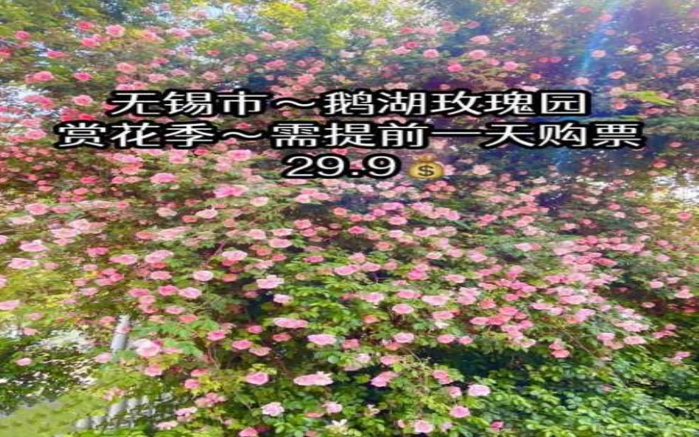  鹅湖玫瑰园门票，如何获取最新优惠？ 