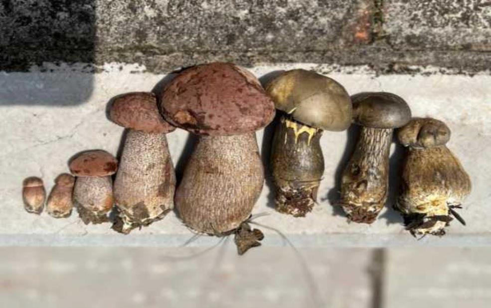  胭脂菌的神奇作用,你了解吗？ 