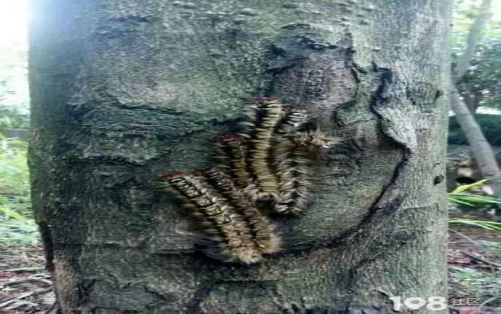 贴树皮虫子:到底是毛毛虫还是别的什么?