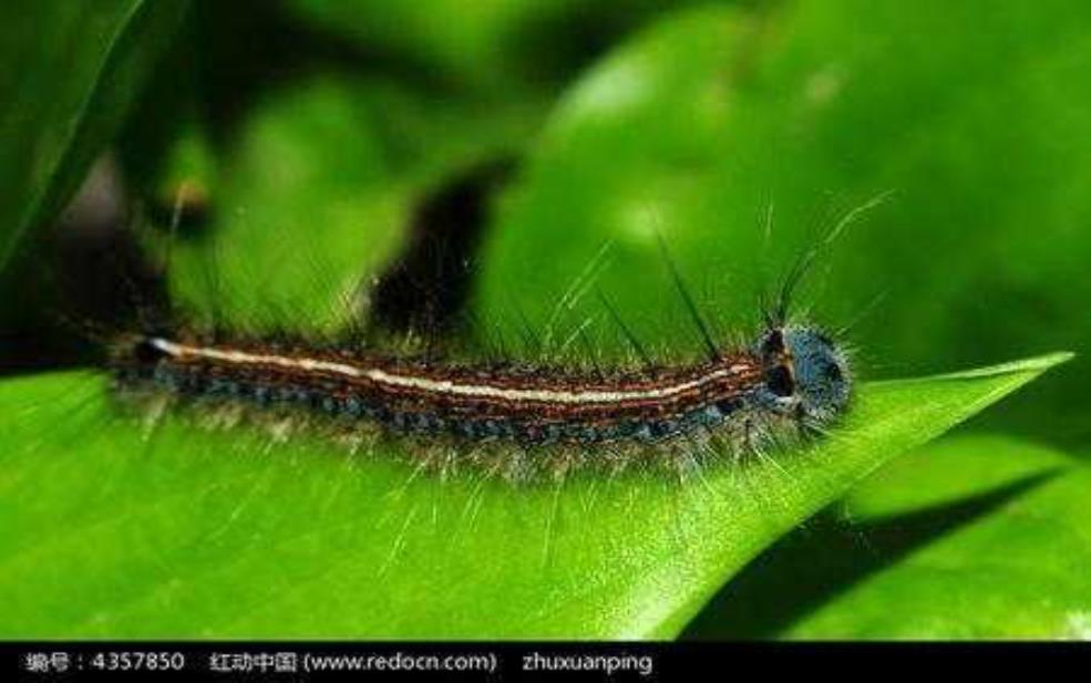 贴树皮虫子:到底是毛毛虫还是别的什么?