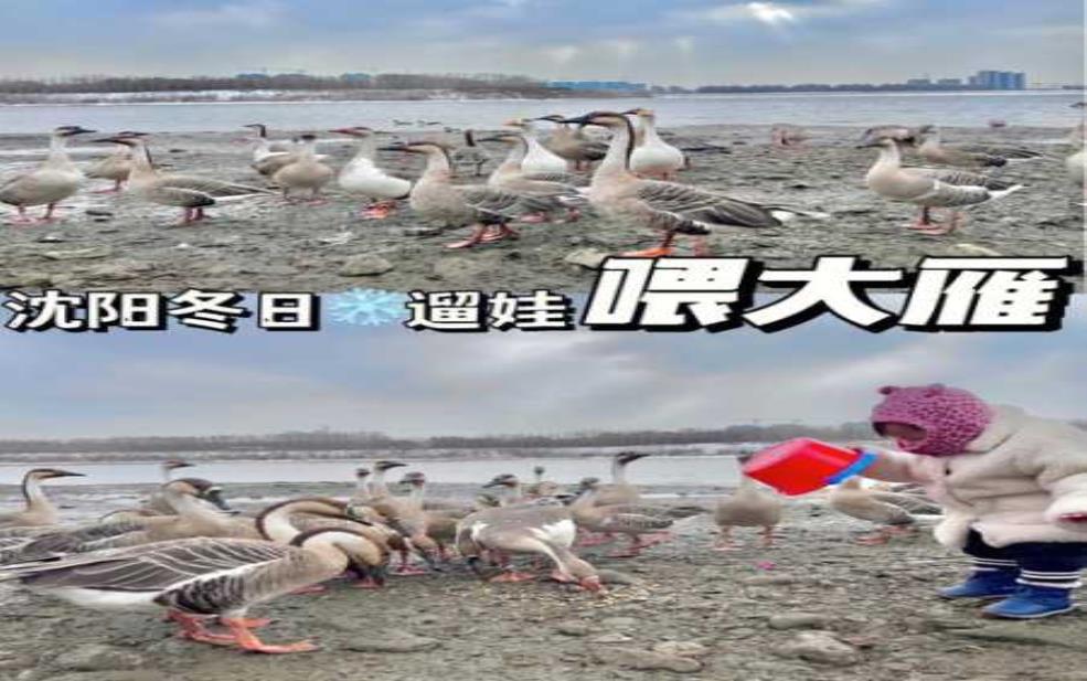 雅丹报恩:大雁会带路吗?