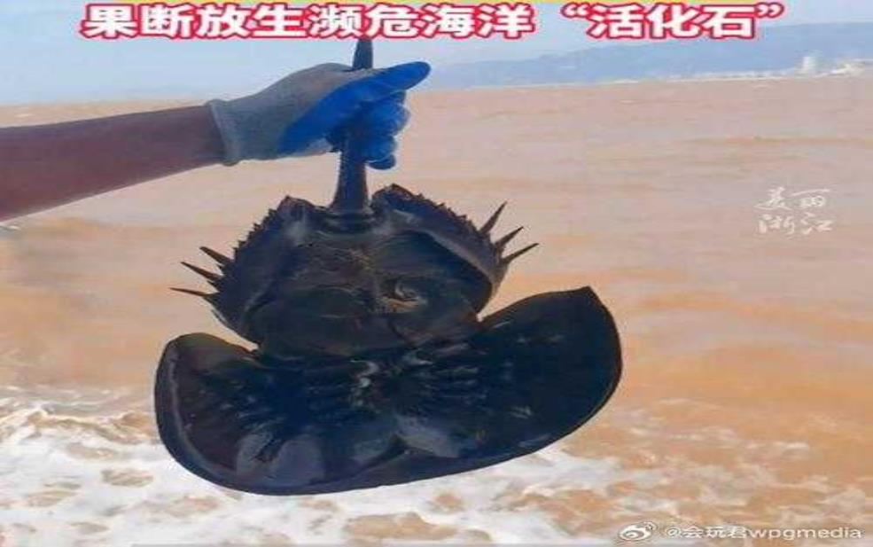 鲎鱼图片:还是未来濒危的物种?